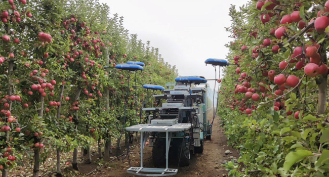 AI helps harvest apples in Chile