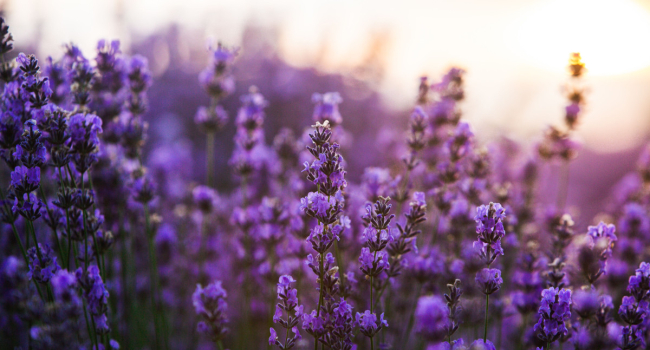 When did the first flowers appear on Earth, and why is this fascinating?