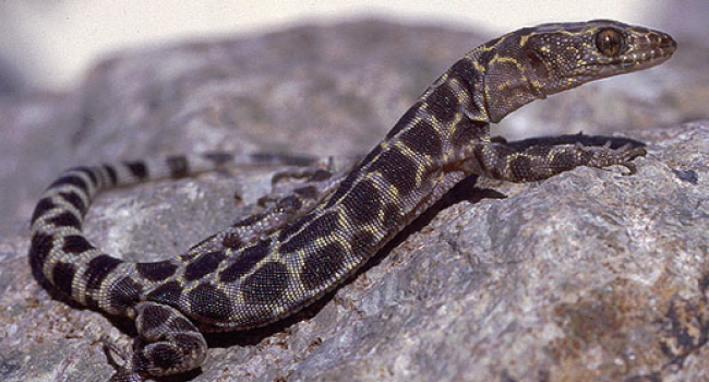 Survivors at ground zero: Scientists discover lizards that lived through the asteroid impact that killed the dinosaurs