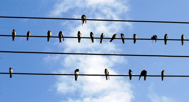 Why birds are not electrocuted on power lines: The physics behind the phenomenon