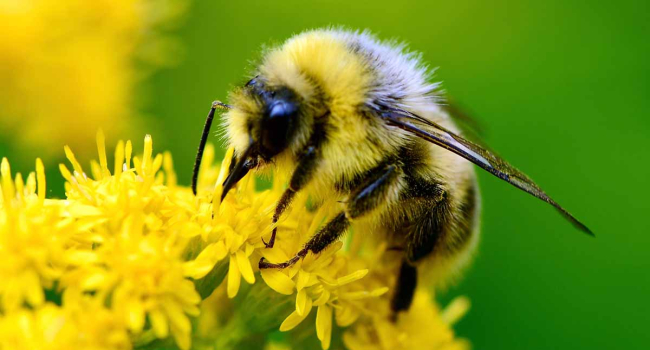 Can bees be used as a model of intelligent alien life for interstellar communication?