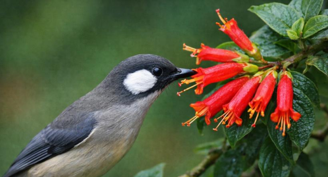 Why the disappearance of flowers could erase a fifth of Earth's evolutionary history