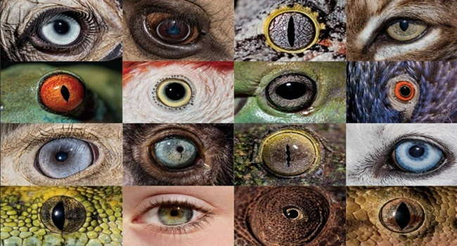 How animals see the world: Why their vision differs from human sight