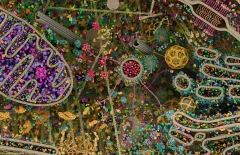 The world inside the cell