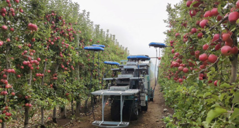 AI helps harvest apples in Chile
