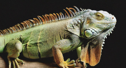 Titan Image Generator: Amazon Unveils Its Own Image Generator Tool: What Makes It Special?
