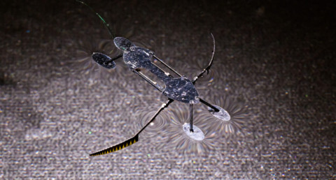 American scientists design fastest microrobots in the world