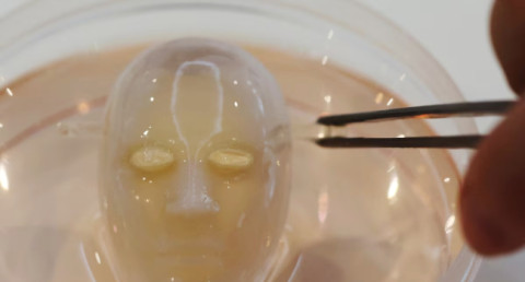 Smiles like a human: Scientists have grown human skin for a robot