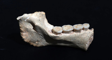 Remains of a probable common ancestor of Homo sapiens and Neanderthals found in Morocco