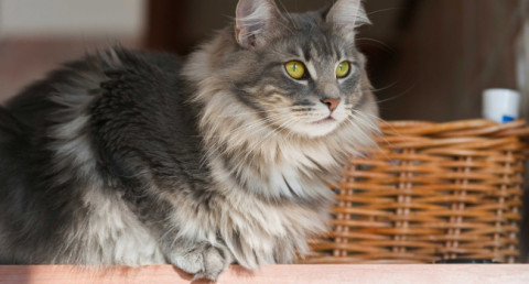 Devices that make pet hair a thing of the past