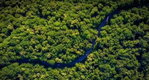 Scientists teach AI to assess forest carbon stocks from satellite images