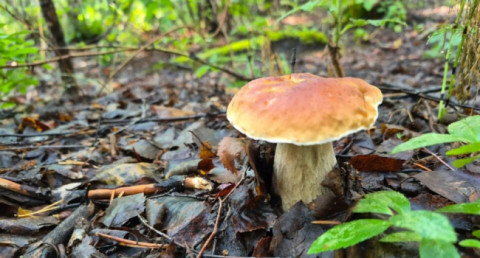How fungi "eat" oil: can nature clean contaminated soil on its own?