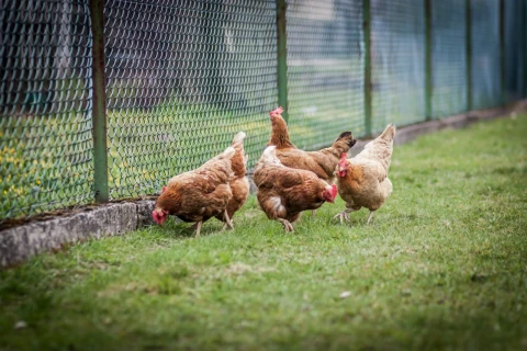 Chicken feathers turned into a material for supercapacitors that withstand thousands of charging cycles
