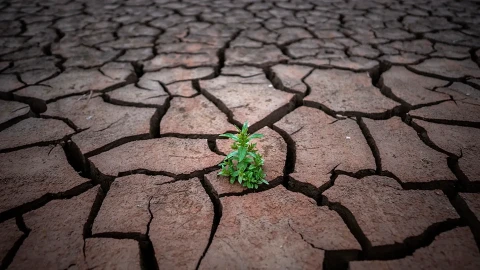 Drought changes the state of plant root cells: Scientists discover a new adaptation mechanism