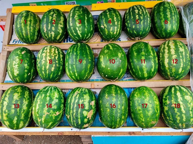 watermelons.jpg (193 KB)
