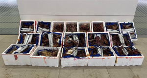 Smugglers came up with an original way to hide 70 video cards: For this they needed 280 kg of live lobsters (photo)