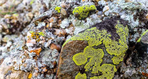 Which Earth organisms could survive on Mars? Scientists unlock new frontiers of life