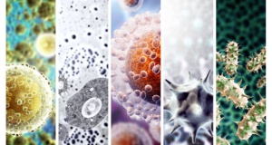 The origin of complex life on Earth: How did the ancestor of eukaryotes live without oxygen?