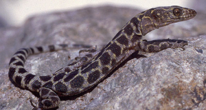 Survivors at ground zero: Scientists discover lizards that lived through the asteroid impact that killed the dinosaurs