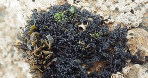 Desert lichen reveals how alien life could survive deadly stellar radiation