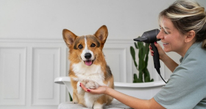5 grooming devices that make pet care easier and more effective