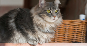 Devices that make pet hair a thing of the past
