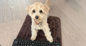 Engineer taught his dog to program and create games using AI