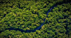 Scientists teach AI to assess forest carbon stocks from satellite images